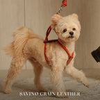 Essential Harness - Orange