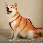 Essential Harness - Orange