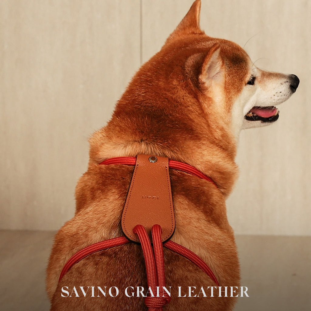 Essential Harness - Orange