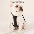 Essential Harness - Black