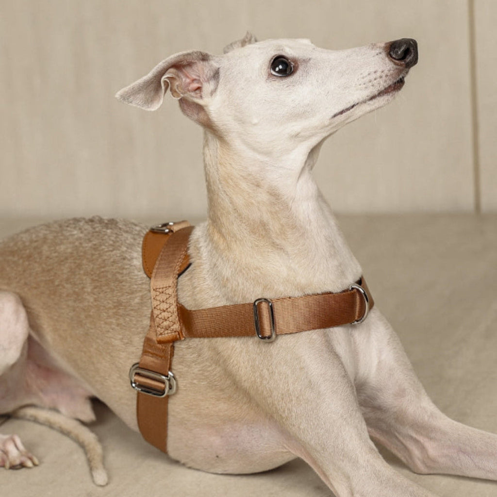 Bridle Harness : Camel
