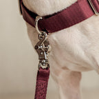 Bridle Harness : Pink