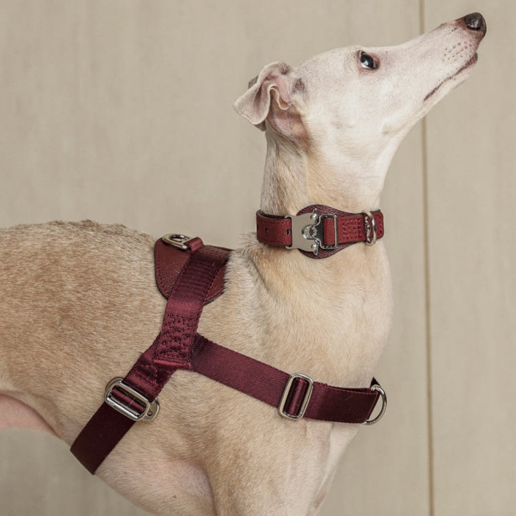 Bridle Harness : Pink