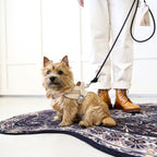 Saddle Harness : Beige