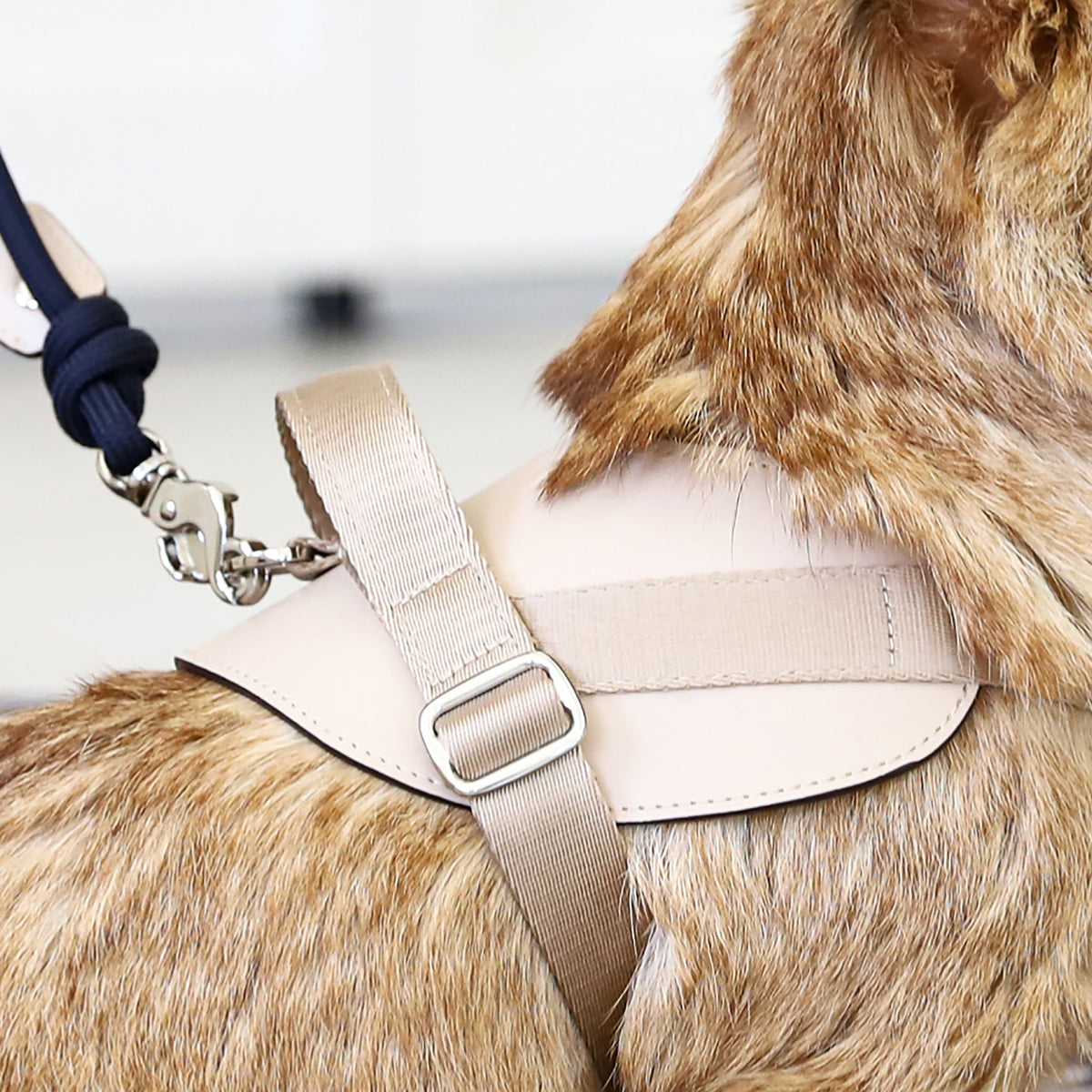 Saddle Harness : Beige