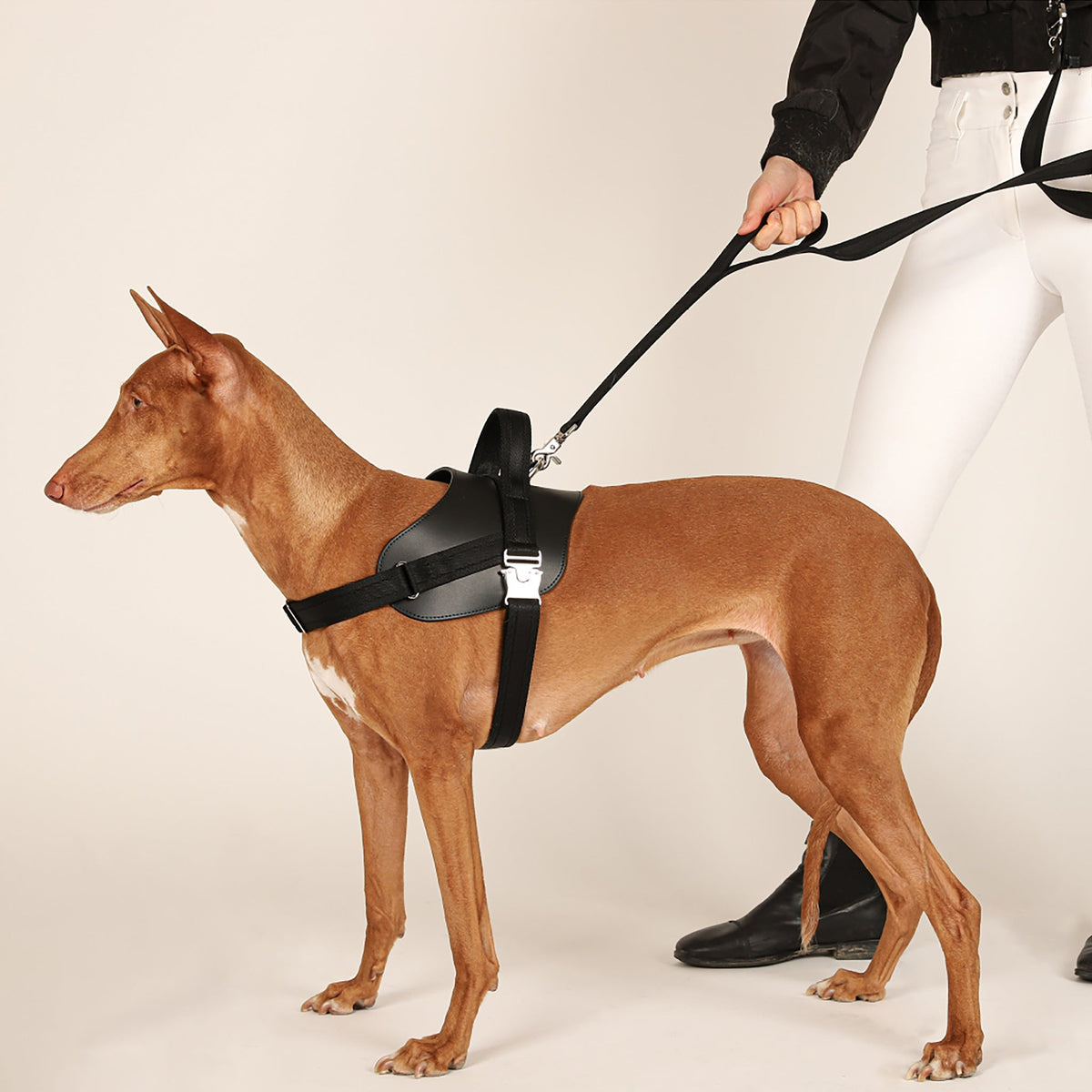 Saddle Harness : Black