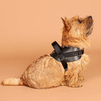 Saddle Harness : Black