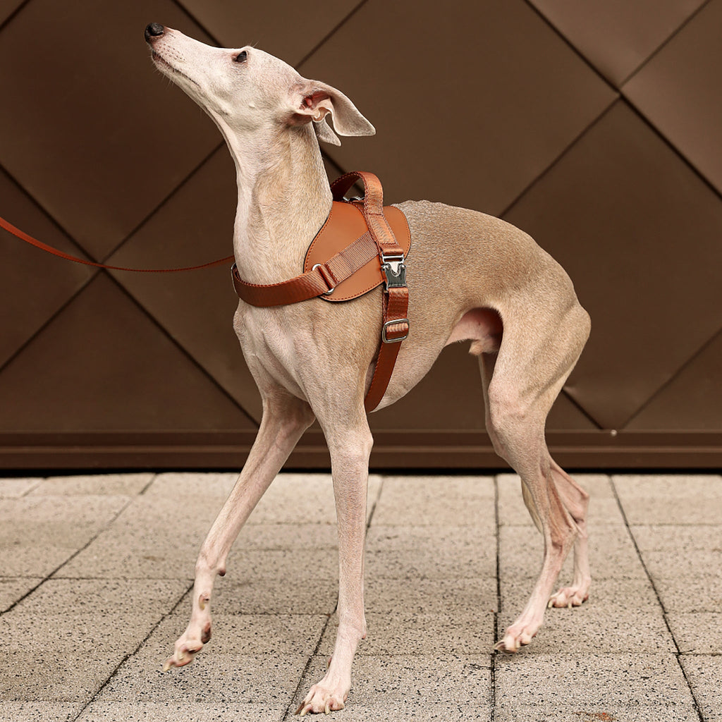 Saddle Harness : Camel