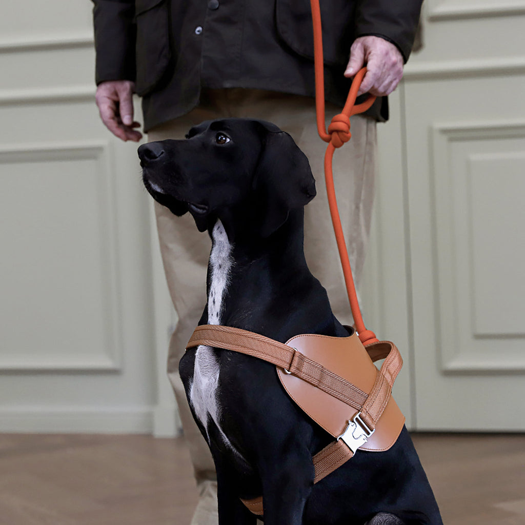 Saddle Harness : Camel