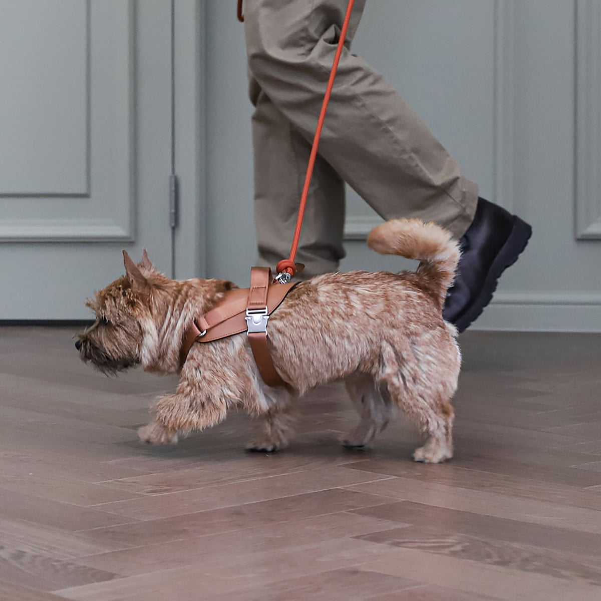 Saddle Harness : Camel