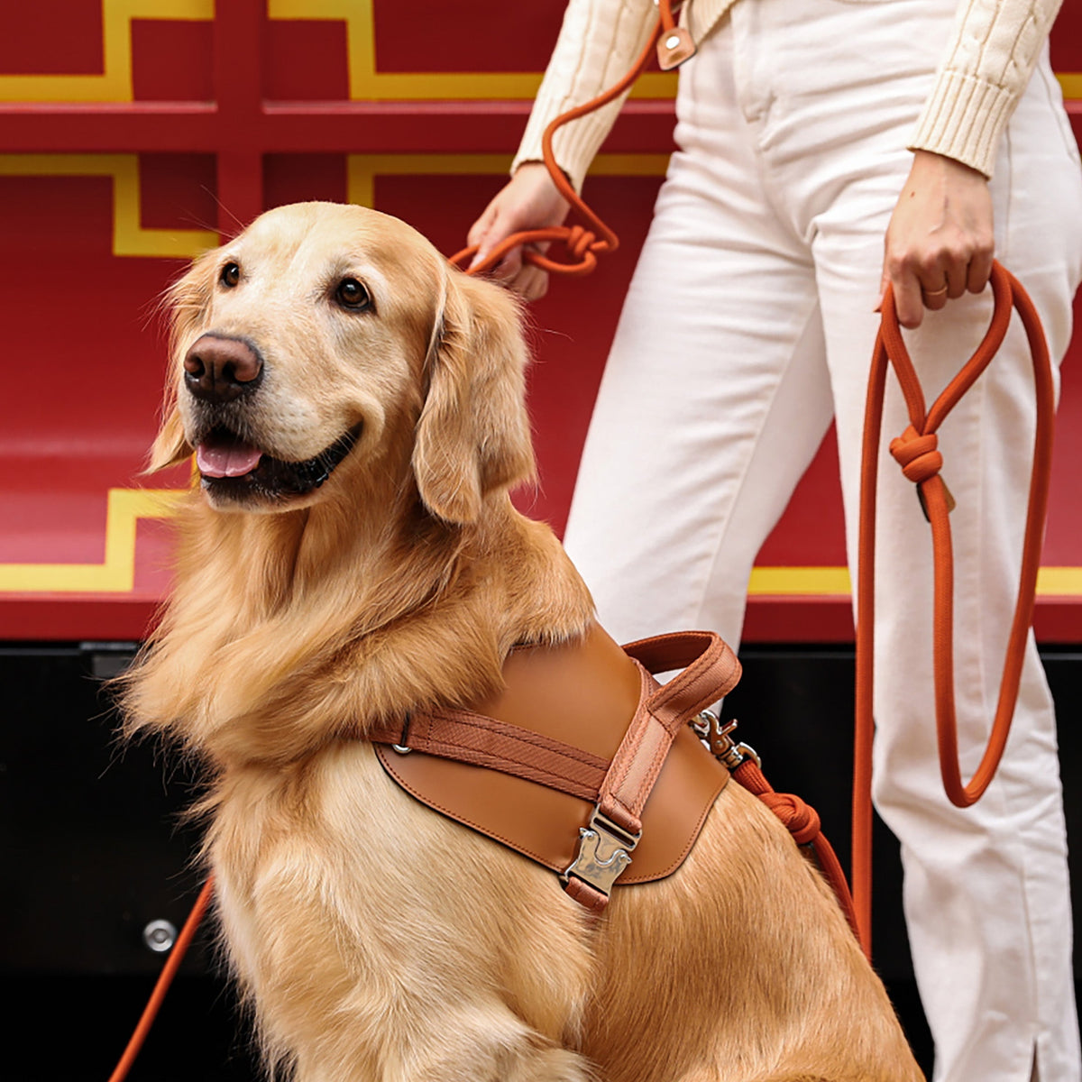 Saddle Harness : Camel