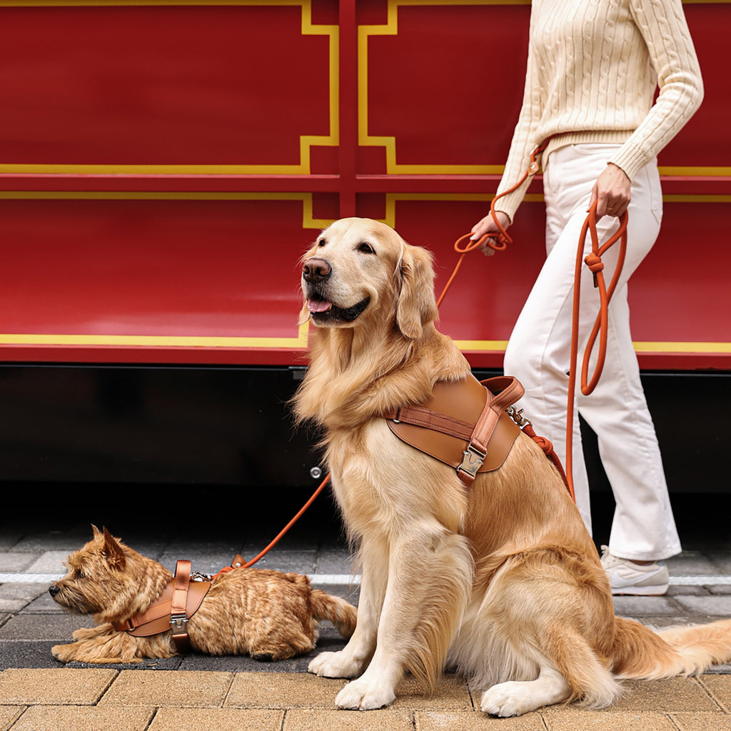 Saddle Harness : Camel