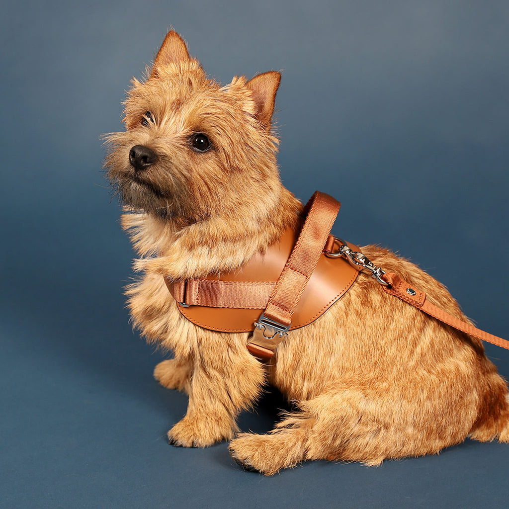 Saddle Harness : Camel