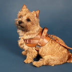 Saddle Harness : Camel
