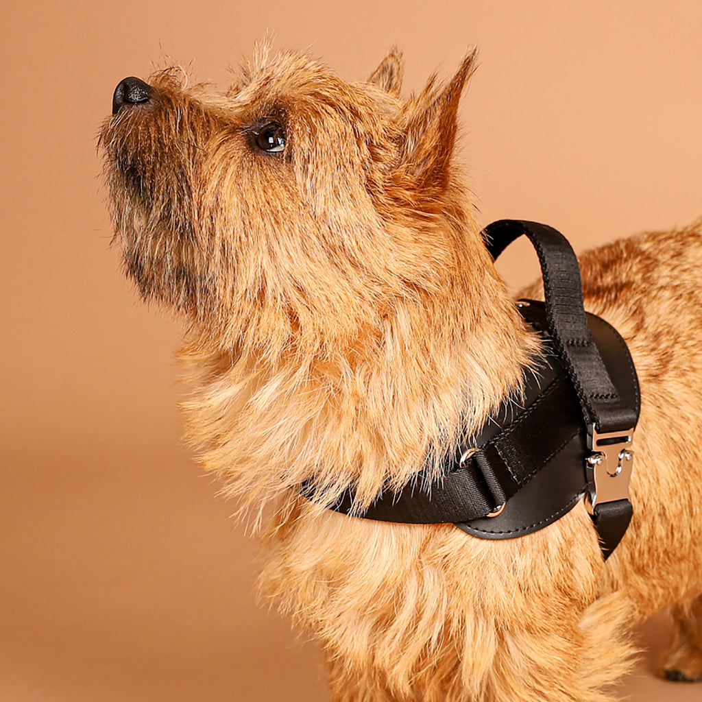 Saddle Harness : Black